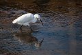 L'aigrette fouille au fond du port du Bétey 7